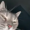 Shannon Galloway - @shannon.tg - TikTok