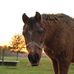 Shannon Van Geem - Facebook