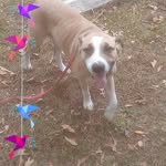 Shannon Glisson - @glisson879 - Instagram