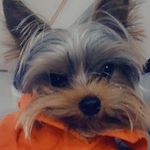 Yorkies Rock (Shannon Grayson) - @shannongrayson59 - Instagram