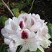 Shannon Greeley - Facebook