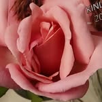 Shannon Greiner-Smith - @shannonleigh6726 - Instagram
