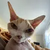 shan - @shannonhacker - TikTok