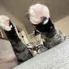 Shannon Hailey - @shannon.hailey - TikTok