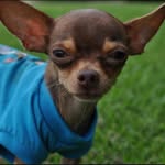 Shannon Hebert - @shannonhebertgroomer - Instagram