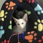 Oscar and Oliver - @shannon.hoey2018 - Instagram