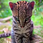 Shannon Huffman - Facebook