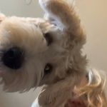 Shannon Kilpatrick - @louie_louie_bernedooie - Instagram