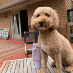 Shannon Koenig-Noll - @koenignoll - Instagram