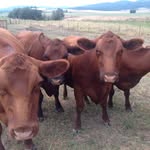 Shannon Kopp - @cowgal55 - Instagram