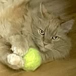 Shannon Larson - @newtoncatnh - Instagram