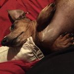 Shannon Larson - @shun1er - Instagram