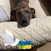 Shannon Lerner - Facebook