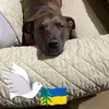 shannonlerner - @shannonlerner - TikTok