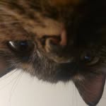 Shannon Lipscomb - @nightwing_227 - Instagram