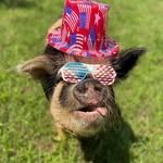 Shannon Masters - @marlee.mindylou.kune.pigs - Instagram