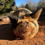 Shannon Masters - @masters_never_endn_farm_ - Instagram