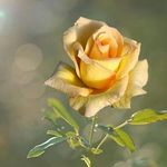 Shannon Maxwell - @shannon.maxwell.77 - Instagram