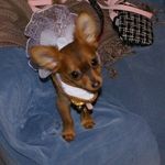 Shannon Mayhew - @therealpixichi - Instagram