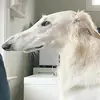 Shannon Mudd - @min.shannon - TikTok