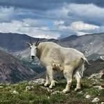 Shannon Peer - @thegoatshannonpeer - Instagram