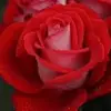 shannonpeer568 - @shannonpeer568 - TikTok