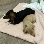 Shannon Perdue Egler - @thedachshundfarm - Instagram
