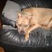 Shannon Pickard - Facebook