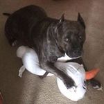 Shannon Rager - @beagle0612 - Instagram