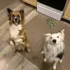 Shannon Roof140 - @a_girl_and_her_2dogs - TikTok