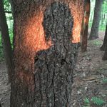 Shannon Ruby - @perfectwave333 - Instagram