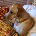 shannon staples - @puppyslifex101 - Instagram