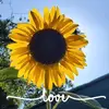 shannonstrang170 - @shannonstrang170 - TikTok