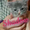 Shannon Supplee - @shannon.supplee4 - TikTok