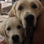 Shannon Thackeray Miller - @shannonthackeraymiller - Instagram