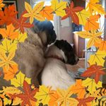 Shannon VanMeter Gachne - @vanmetergachne - Instagram