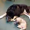 Shara White - @shara.white - TikTok