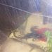 Sharee Asian black forest scorpion - Facebook