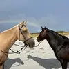 Sharee_Davis - @sharee_davis - TikTok