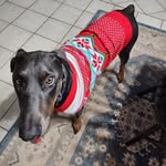 Shari Blair - @shari.bower - Instagram