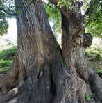 Sharma Bhatt - Facebook