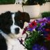 Shari Cain - Facebook