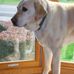 Shari Corbett - Facebook