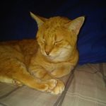 Shari Evans - @eglinsharon - Instagram