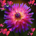 Shari Evans - @sharievans259 - Instagram