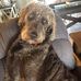 Shari Ford Pieroni - Facebook