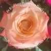 Shari Gustafson - @sharigustafson - TikTok