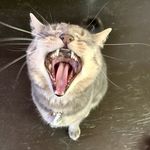 Sheri Gustafson - @line33f - Instagram