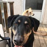 Shari Hebert - @ramchanbo - Instagram