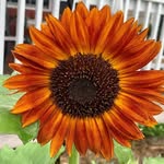 Sharon Huber - @shari_huber_ - Instagram